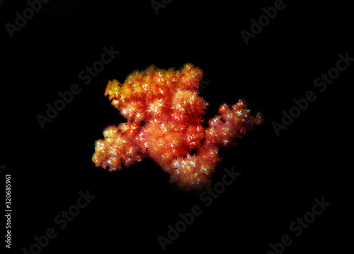 Orange Flower Tree Coral - Scleronephthya spp. photo