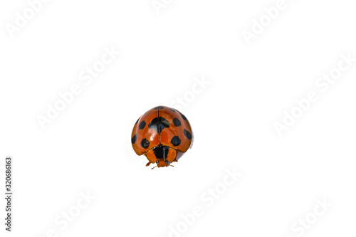 Ladybug on white background