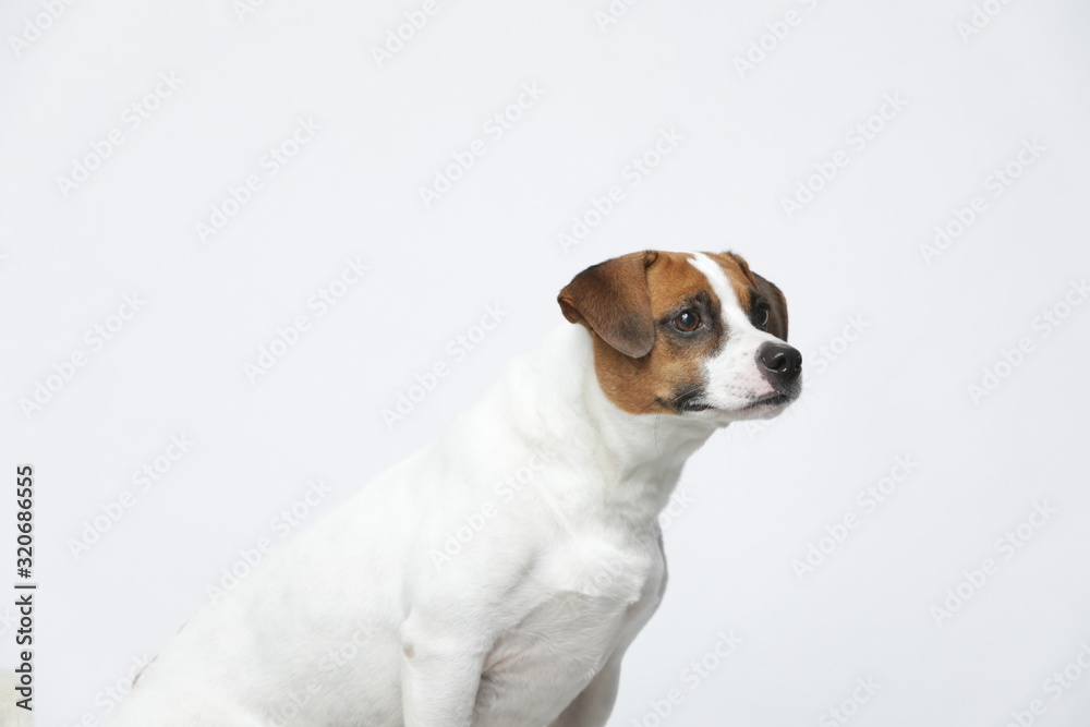 A greyish Jack Russell Terrier makes subtle expressions on a white background