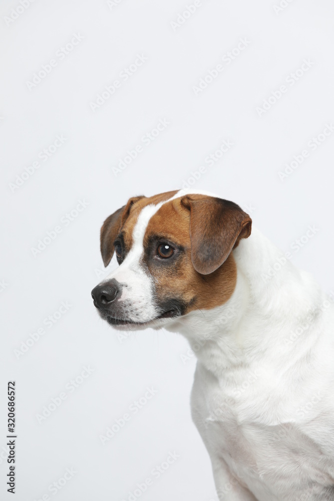 A greyish Jack Russell Terrier makes subtle expressions on a white background A greyish Jack Russell Terrier makes subtle expressions on a white background