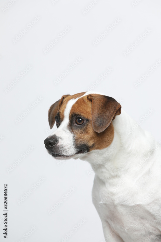 A greyish Jack Russell Terrier makes subtle expressions on a white background