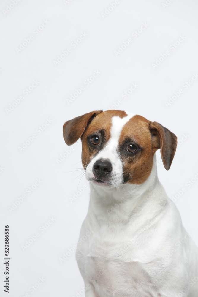 A greyish Jack Russell Terrier makes subtle expressions on a white background