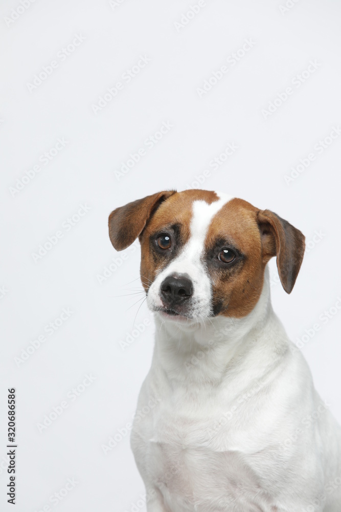 A greyish Jack Russell Terrier makes subtle expressions on a white background A greyish Jack Russell Terrier makes subtle expressions on a white background