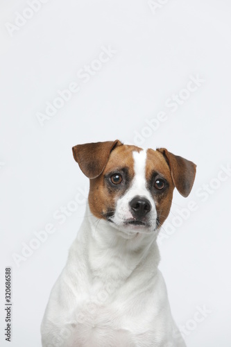 Fototapeta Naklejka Na Ścianę i Meble -  A greyish Jack Russell Terrier makes subtle expressions on a white background