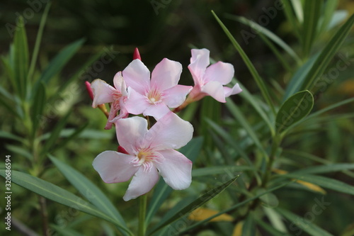 pink magnolia flower