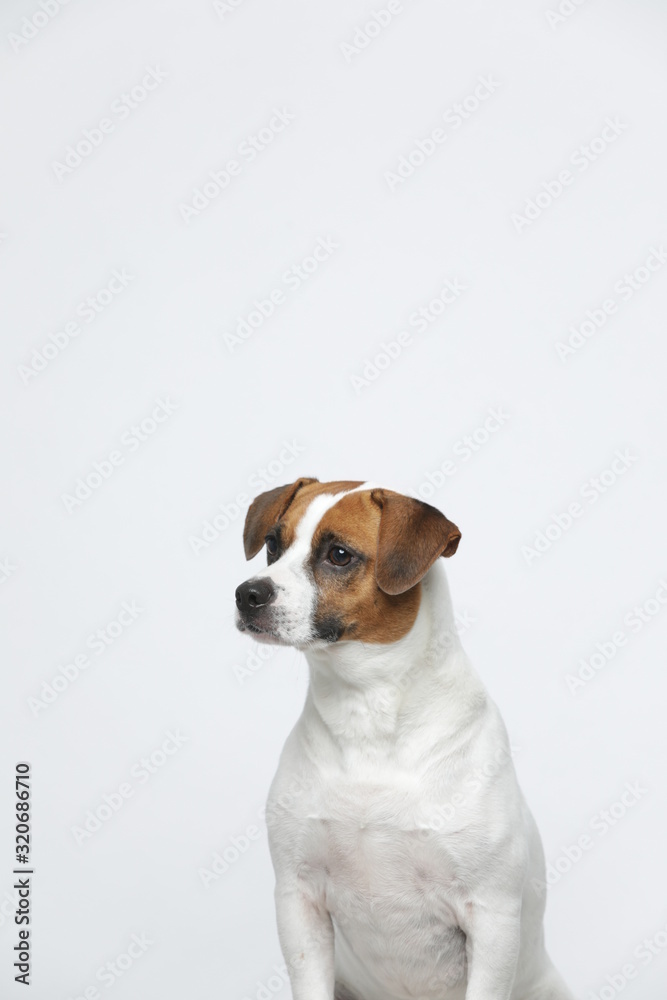 A greyish Jack Russell Terrier makes subtle expressions on a white background A greyish Jack Russell Terrier makes subtle expressions on a white background