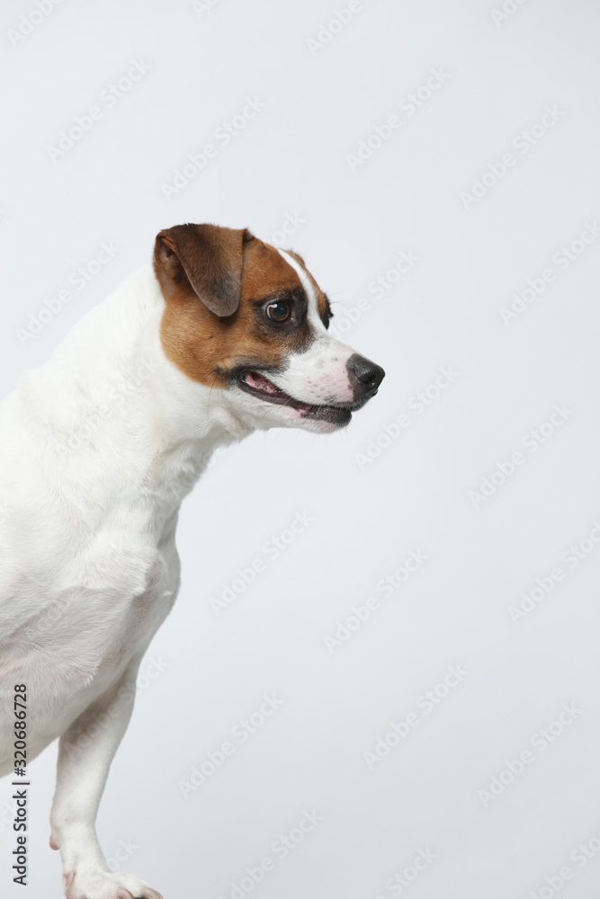 A greyish Jack Russell Terrier makes subtle expressions on a white background A greyish Jack Russell Terrier makes subtle expressions on a white background