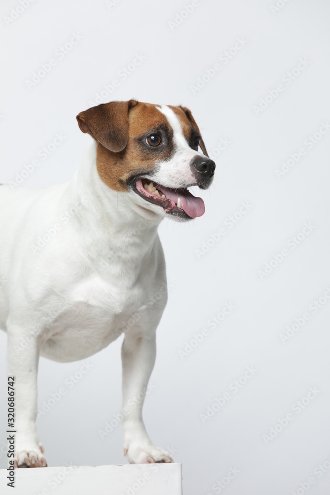 A greyish Jack Russell Terrier makes subtle expressions on a white background