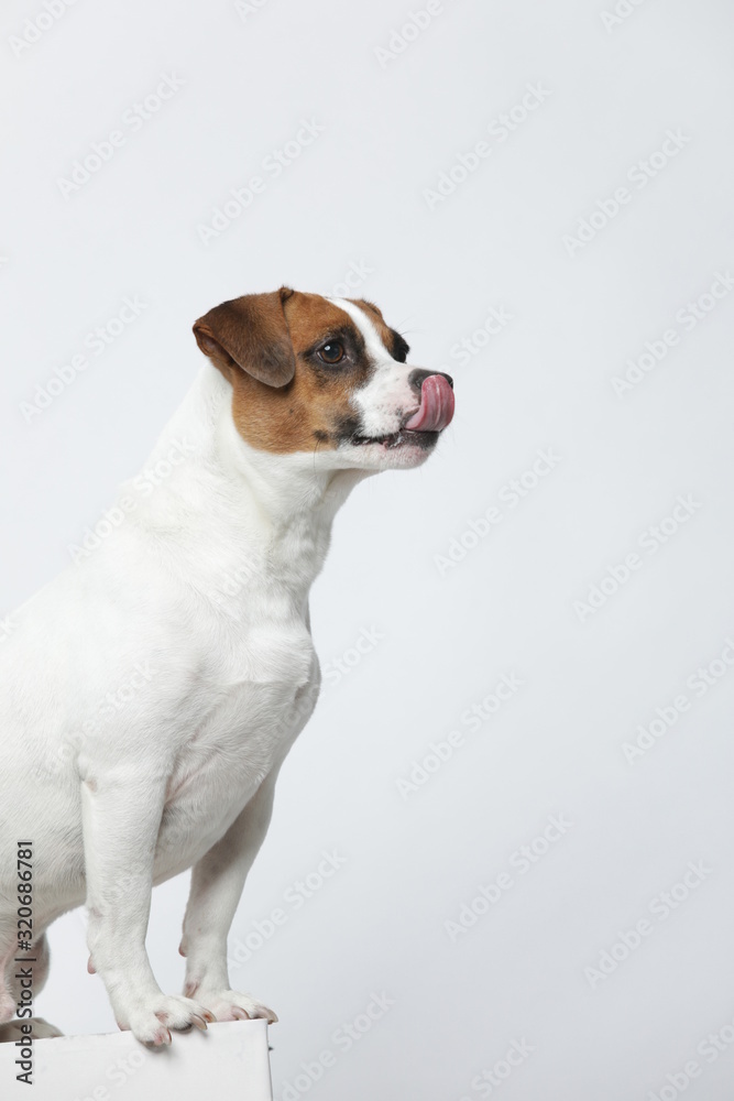 A greyish Jack Russell Terrier makes subtle expressions on a white background A greyish Jack Russell Terrier makes subtle expressions on a white background