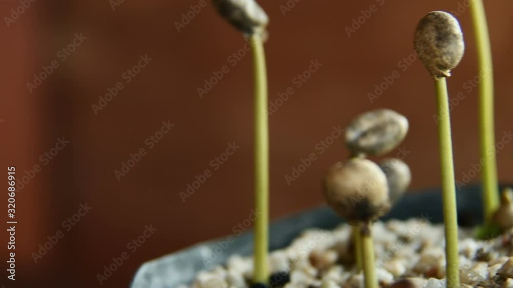 Planting coffee seedlings, Coffee bean cultivation Planting coffee seedlings, Coffee bean cultivation