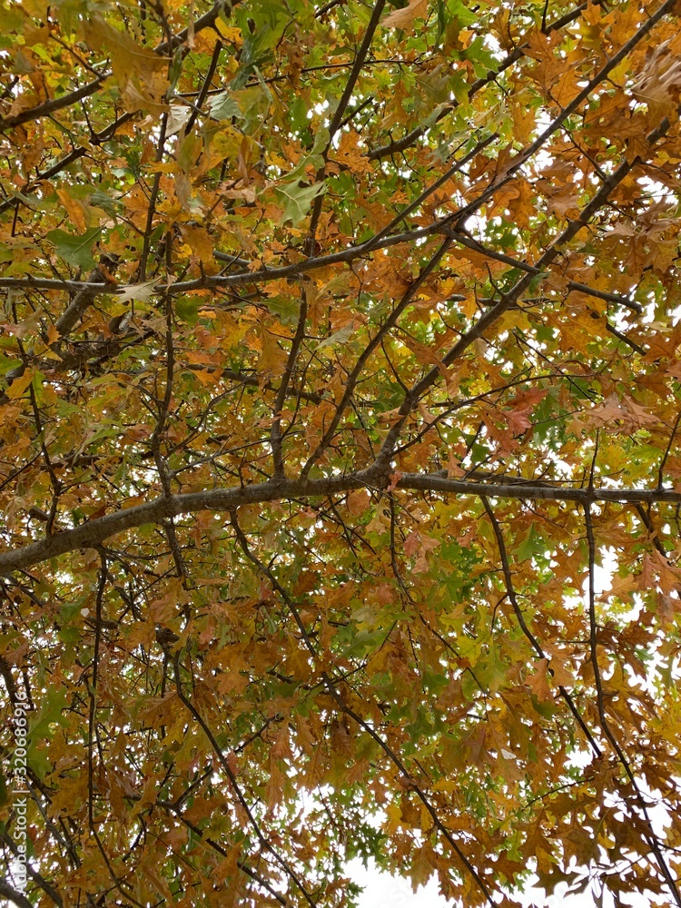 Fototapeta premium Autumn in AR