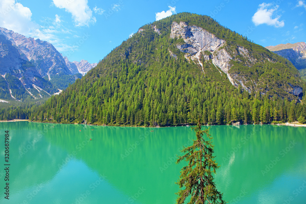 coniferous forest growing on the mountain , Braies lake scenery 