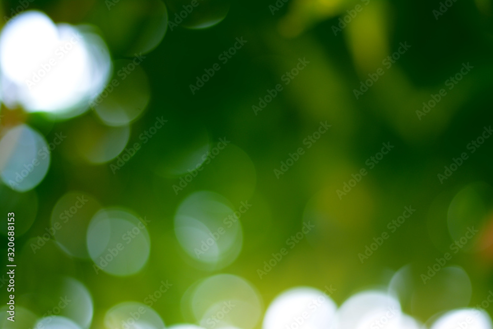 Obraz premium Sunny abstract green nature background, selective focus