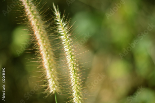  Liliopsida, Poaceae grass meadow flower in warm light