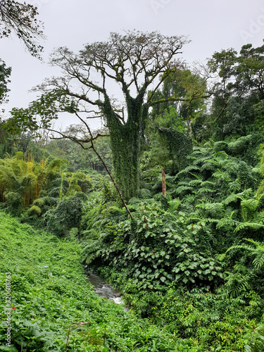 Hawaiian Jungle