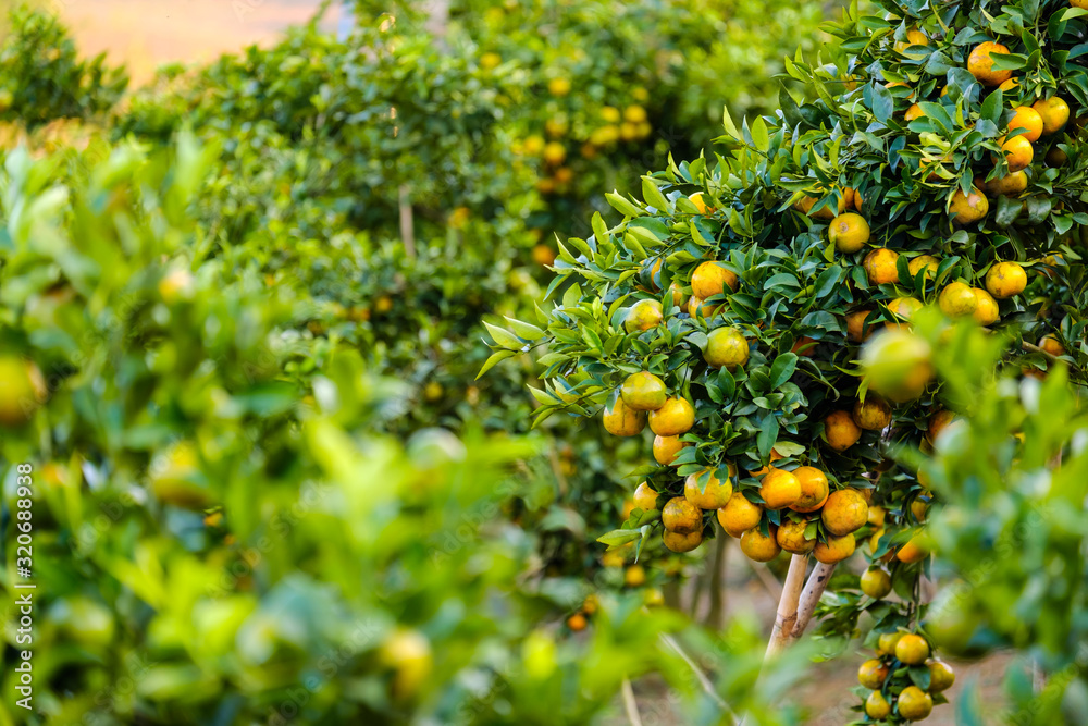 Orange tree in the garden.Farm of fruit