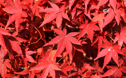 Red Maple leafs in Autumn at Osaka, Japan