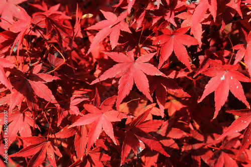 Red Maple leafs in Autumn at Osaka, Japan