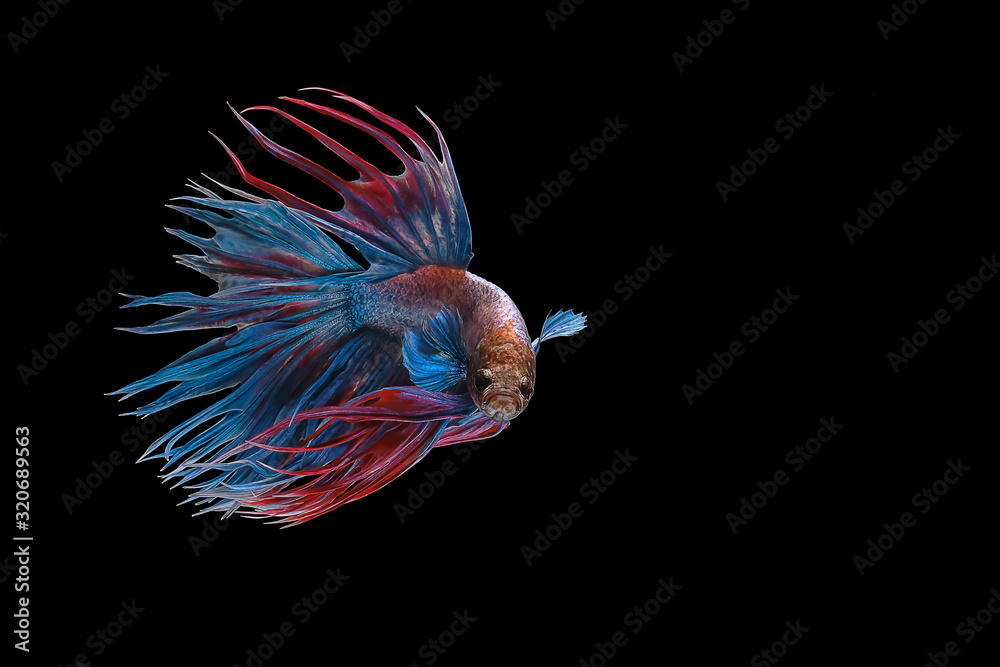 Blue crowntail , White red and blue betta fish, Siamese fighting fish, betta splendens (Halfmoon betta, Pla-kad (Biting fish) isolated on black background. Blue crowntail , White red and blue betta fish, Siamese fighting fish, betta splendens (Halfmoon betta, Pla-kad (Biting fish) isolated on black background.