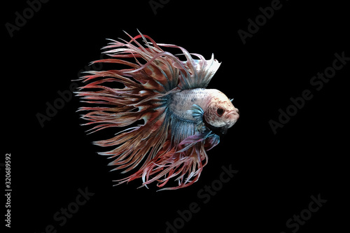 White red and blue crowntail   White red and blue betta fish  Siamese fighting fish  betta splendens  Halfmoon betta  Pla-kad  Biting fish  isolated on black background.