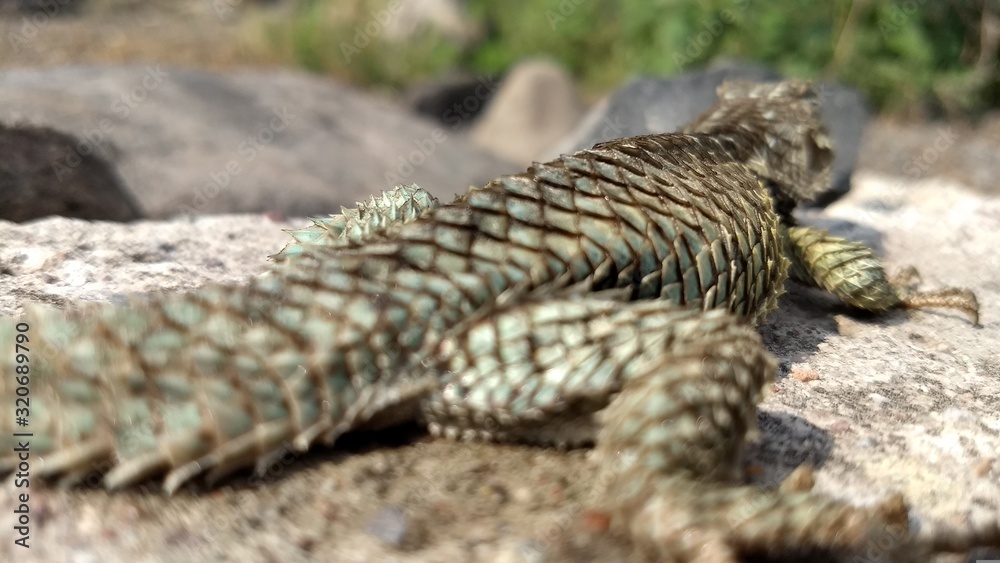Fototapeta premium GREEN LIZARD