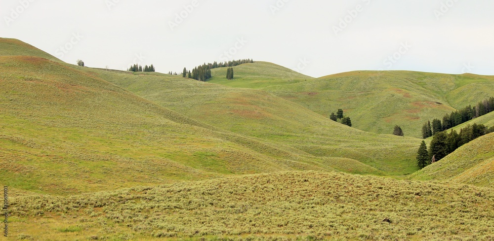 Fototapeta premium rural landscape with green field and blue sky