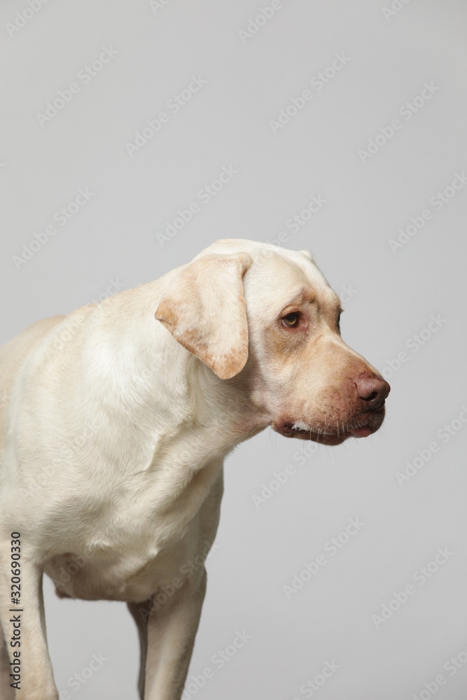 The simple Labrador makes all kinds of funny expressions on the white background The simple Labrador makes all kinds of funny expressions on the white background