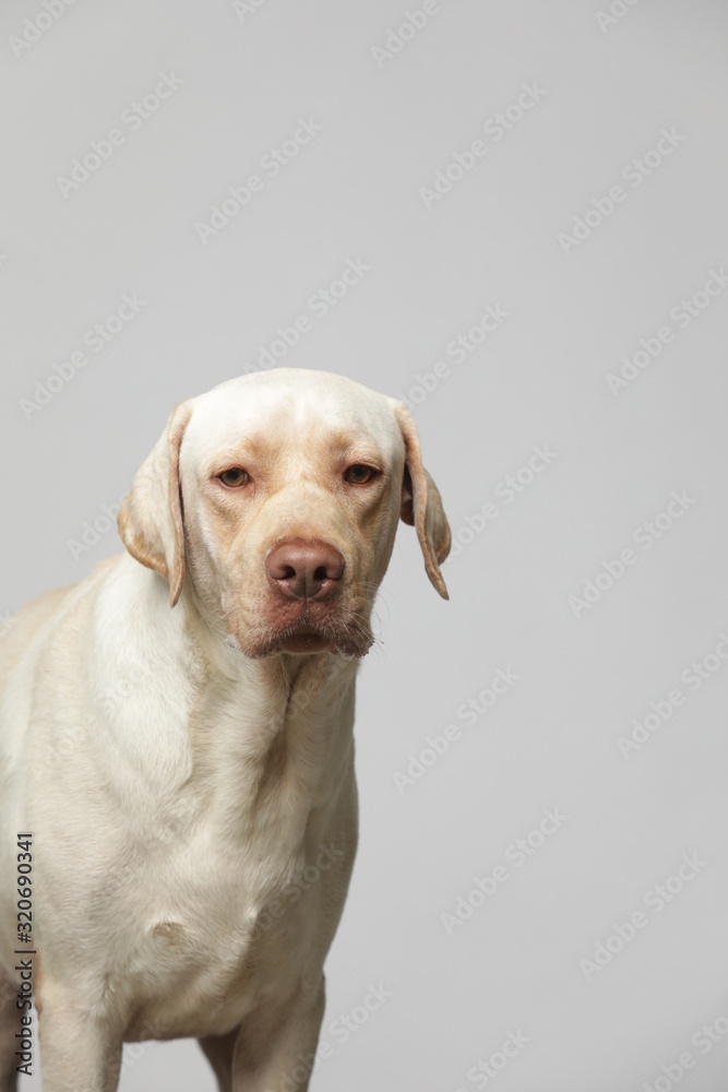 The simple Labrador makes all kinds of funny expressions on the white background The simple Labrador makes all kinds of funny expressions on the white background