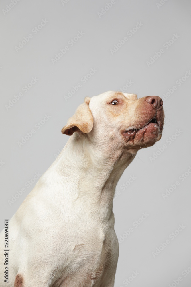 The simple Labrador makes all kinds of funny expressions on the white background The simple Labrador makes all kinds of funny expressions on the white background