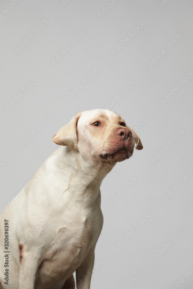 The simple Labrador makes all kinds of funny expressions on the white background