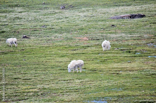 Mountain Goats, Yellowstone National Park