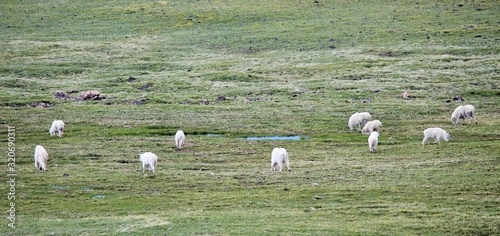 Mountain Goats, Yellowstone National Park