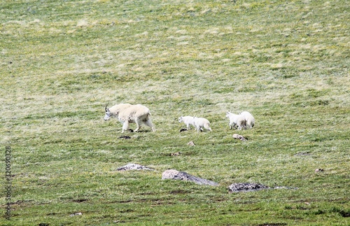 Mountain Goat Family, Yellowstone National Park