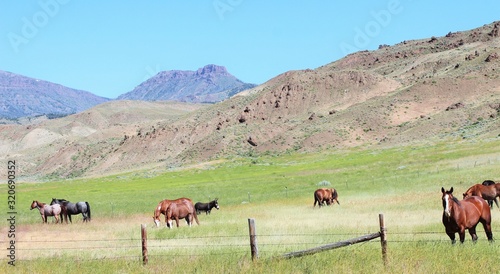 Horses