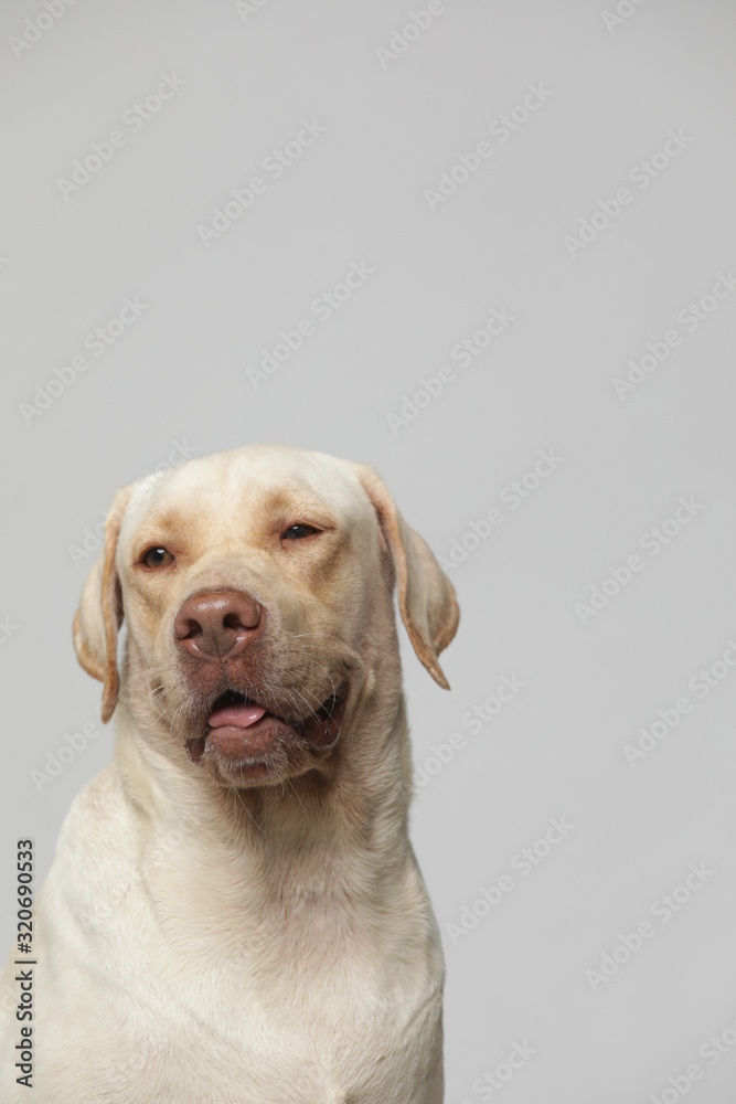 The simple Labrador makes all kinds of funny expressions on the white background The simple Labrador makes all kinds of funny expressions on the white background