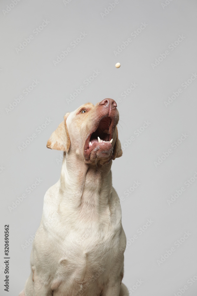 The simple Labrador makes all kinds of funny expressions on the white background The simple Labrador makes all kinds of funny expressions on the white background