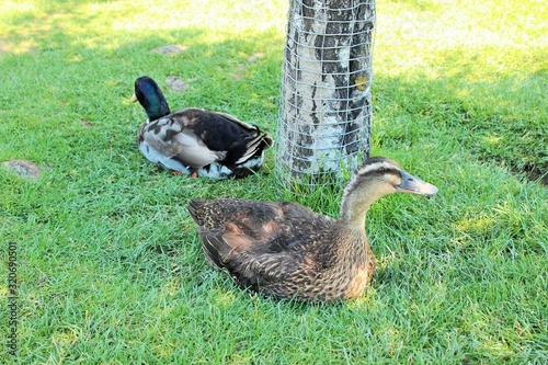 Goose in Yellowstone National Park