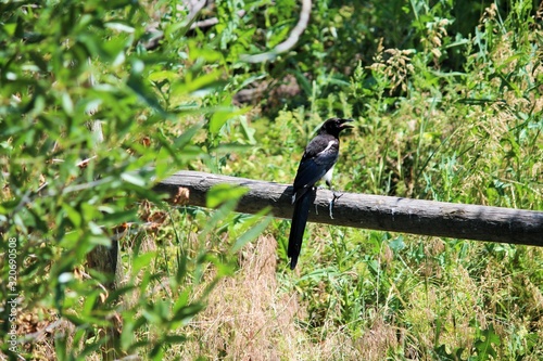 Black Bird, Yellowstone National Park
