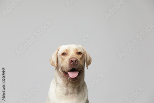 The simple Labrador makes all kinds of funny expressions on the white background