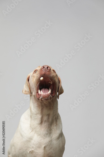 The simple Labrador makes all kinds of funny expressions on the white background