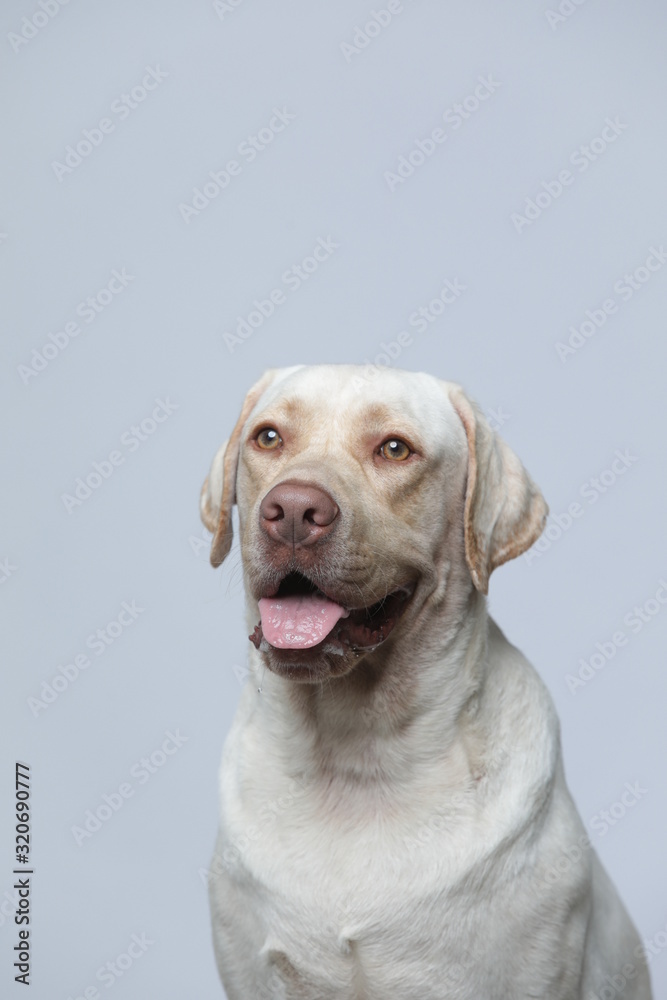 The simple Labrador makes all kinds of funny expressions on the white background The simple Labrador makes all kinds of funny expressions on the white background