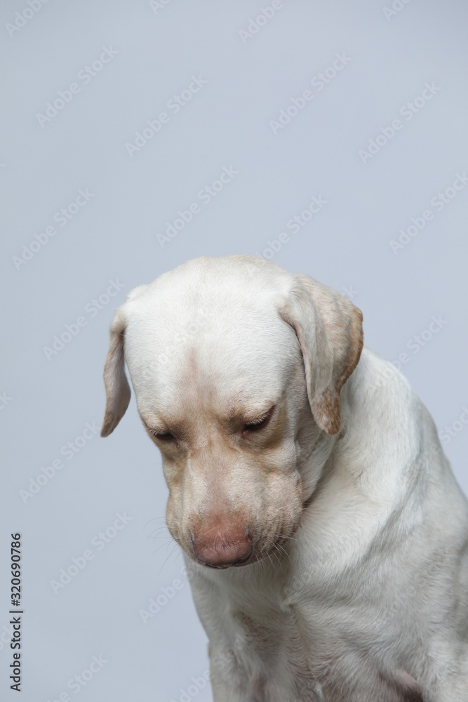 The simple Labrador makes all kinds of funny expressions on the white background The simple Labrador makes all kinds of funny expressions on the white background