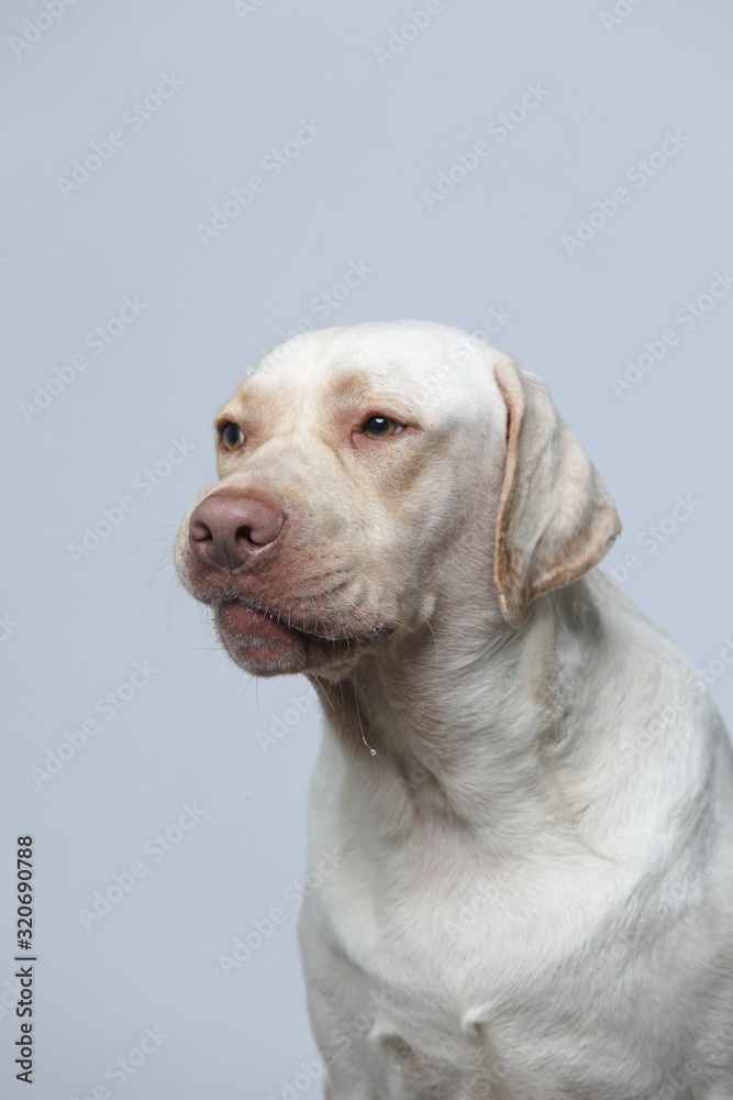 The simple Labrador makes all kinds of funny expressions on the white background The simple Labrador makes all kinds of funny expressions on the white background