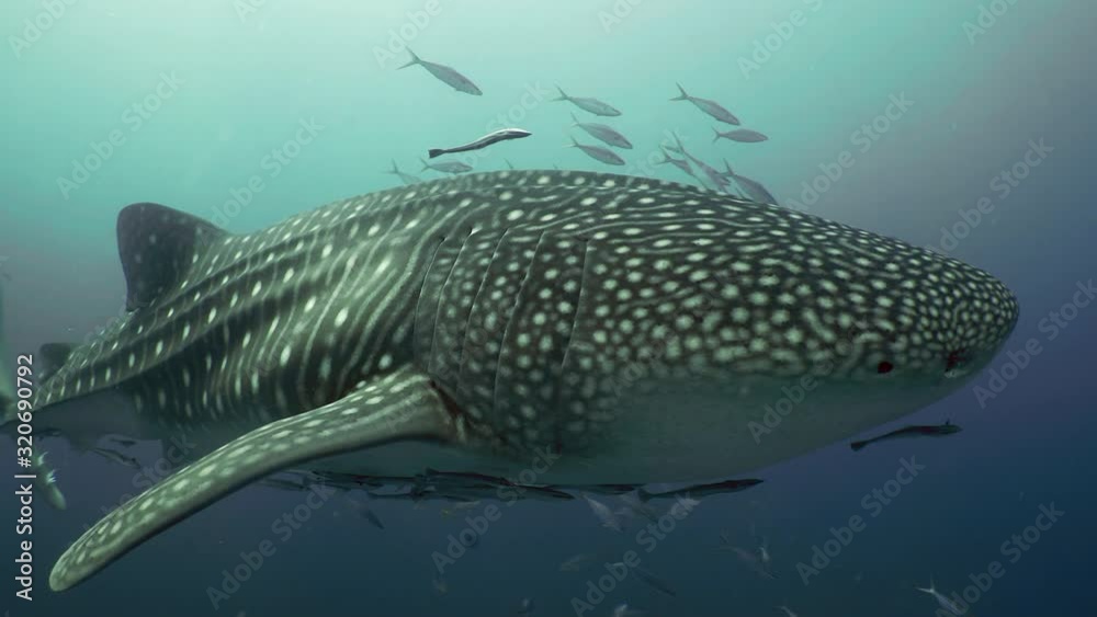 SCUBA diving with whale shark close up