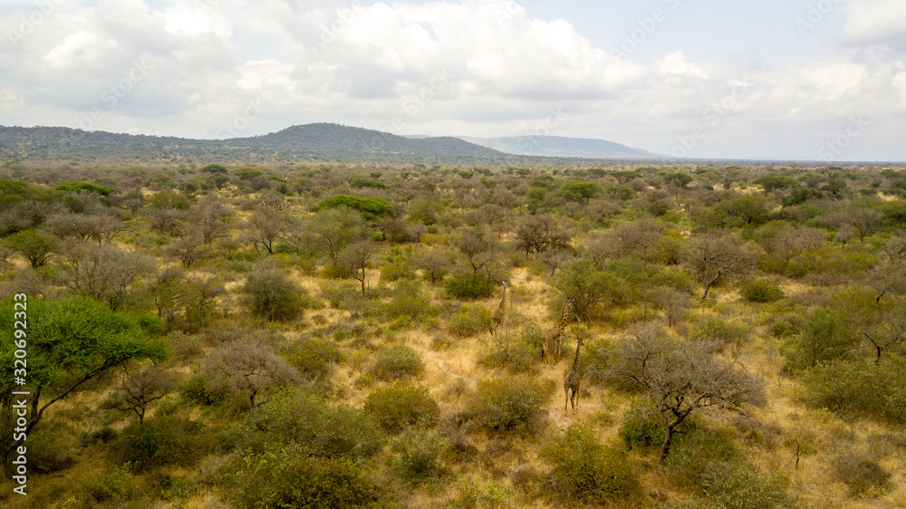 African landscape.Tanzania