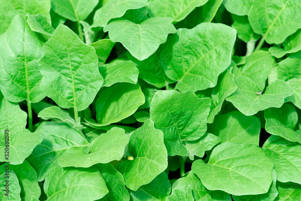 Organic farming, seedlings growing in greenhouse. Organic farming, seedlings growing in greenhouse.
