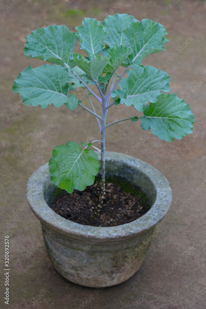 Cabbage plant grown on a Pot in the Home Garden Cabbage plant grown on a Pot in the Home Garden