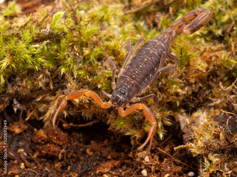 P1010003 juvenile parthenogenetic scorpion Lychas tricarinatus scorpion cEC 2020 P1010003 juvenile parthenogenetic scorpion Lychas tricarinatus scorpion cEC 2020