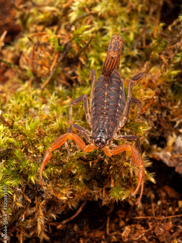 P1010004 juvenile parthenogenetic scorpion Lychas tricarinatus scorpion cEC 2020 P1010004 juvenile parthenogenetic scorpion Lychas tricarinatus scorpion cEC 2020
