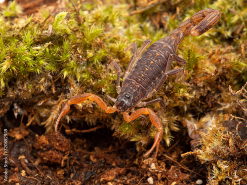 P1010003 juvenile parthenogenetic scorpion Lychas tricarinatus scorpion cEC 2020